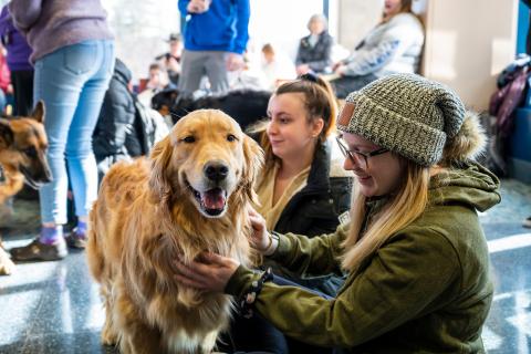 Two females students pet a happy golden retriever dog during a Pet Therapy session