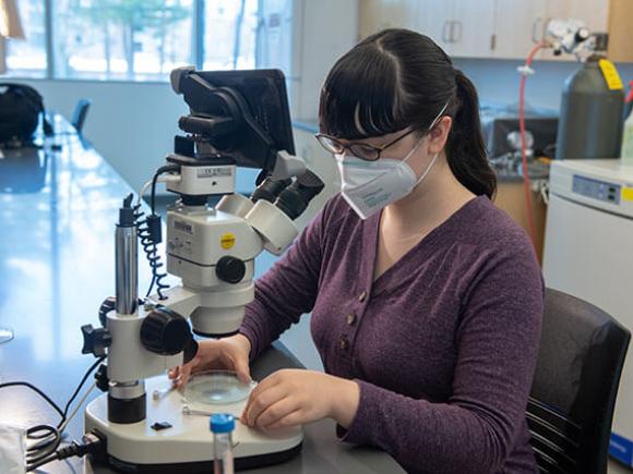  A student wearing a mask uses a microscope in a laboratory setting.