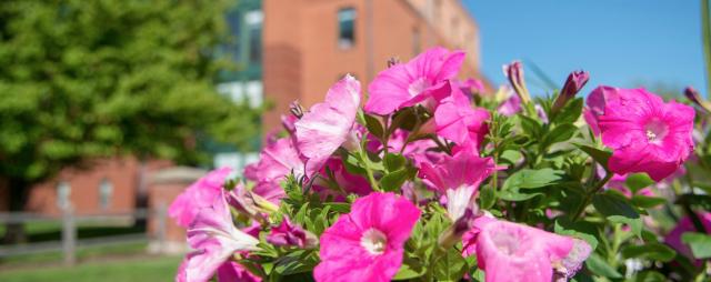 flowers